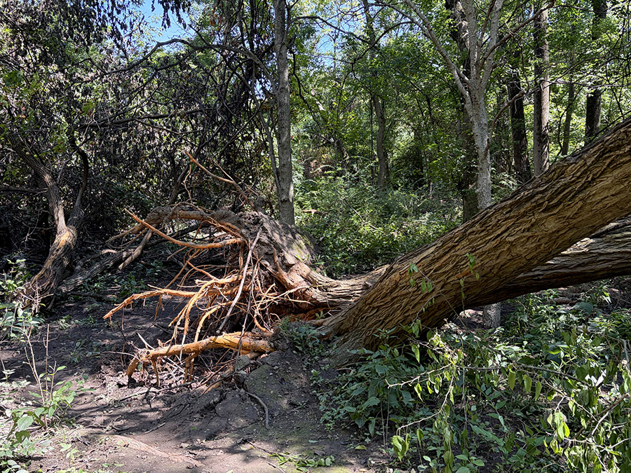 Derecho damage